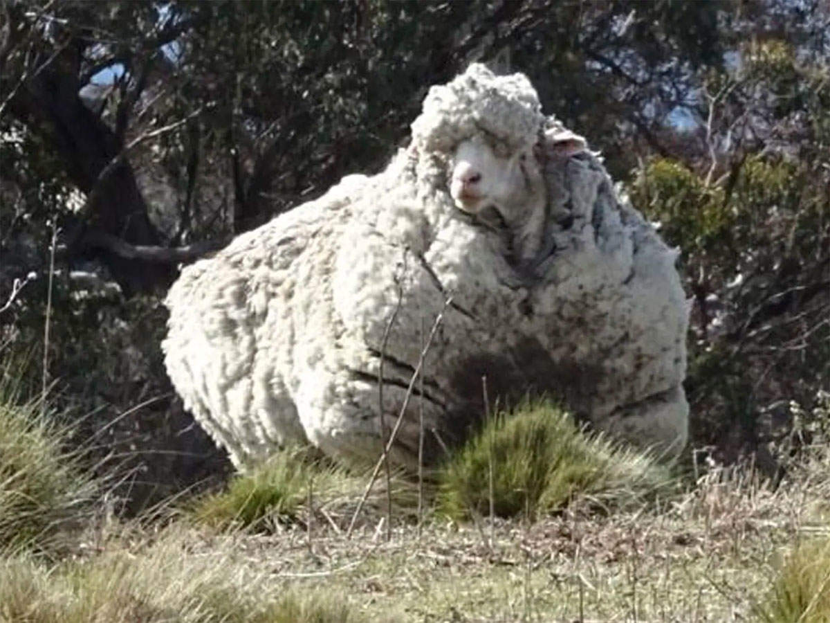 नहीं रहा सबसे वजनी भेड़, 40 kg ऊन का रेकॉर्ड