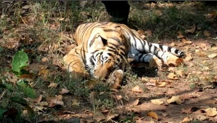 वनविहार की शोभा बढ़ायेंगे बांधवगढ़ में पले बाघ-बाघिन