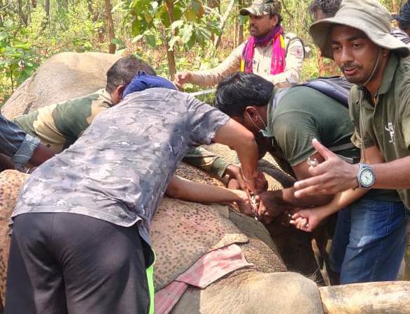 छत्तीसगढ़ का वन विभाग उत्पाती हाथियों को बिना बाहरी एक्सपर्ट के रेडियो कॉलरिंग में हासिल की सफलता