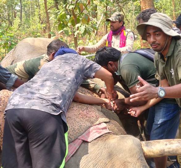 छत्तीसगढ़ का वन विभाग उत्पाती हाथियों को बिना बाहरी एक्सपर्ट के रेडियो कॉलरिंग में हासिल की सफलता