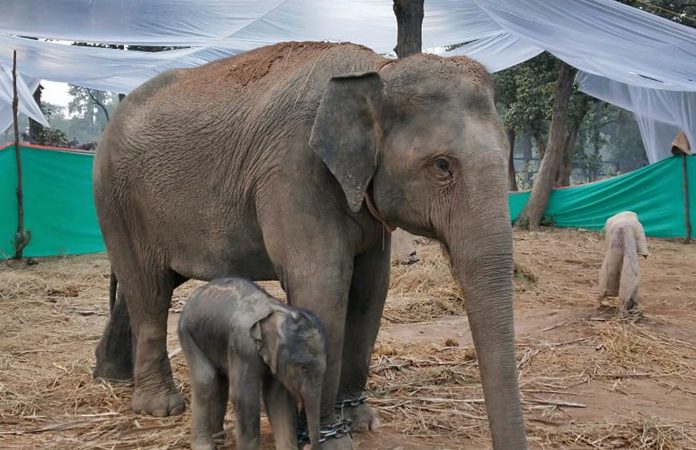 करेंट से हाथी की मौत के मामले में पांच लोगों के खिलाफ कार्रवाई