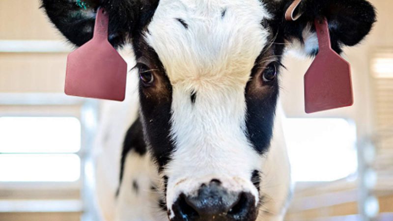 US: गायों से निकलेगा कोरोना वायरस का इलाज