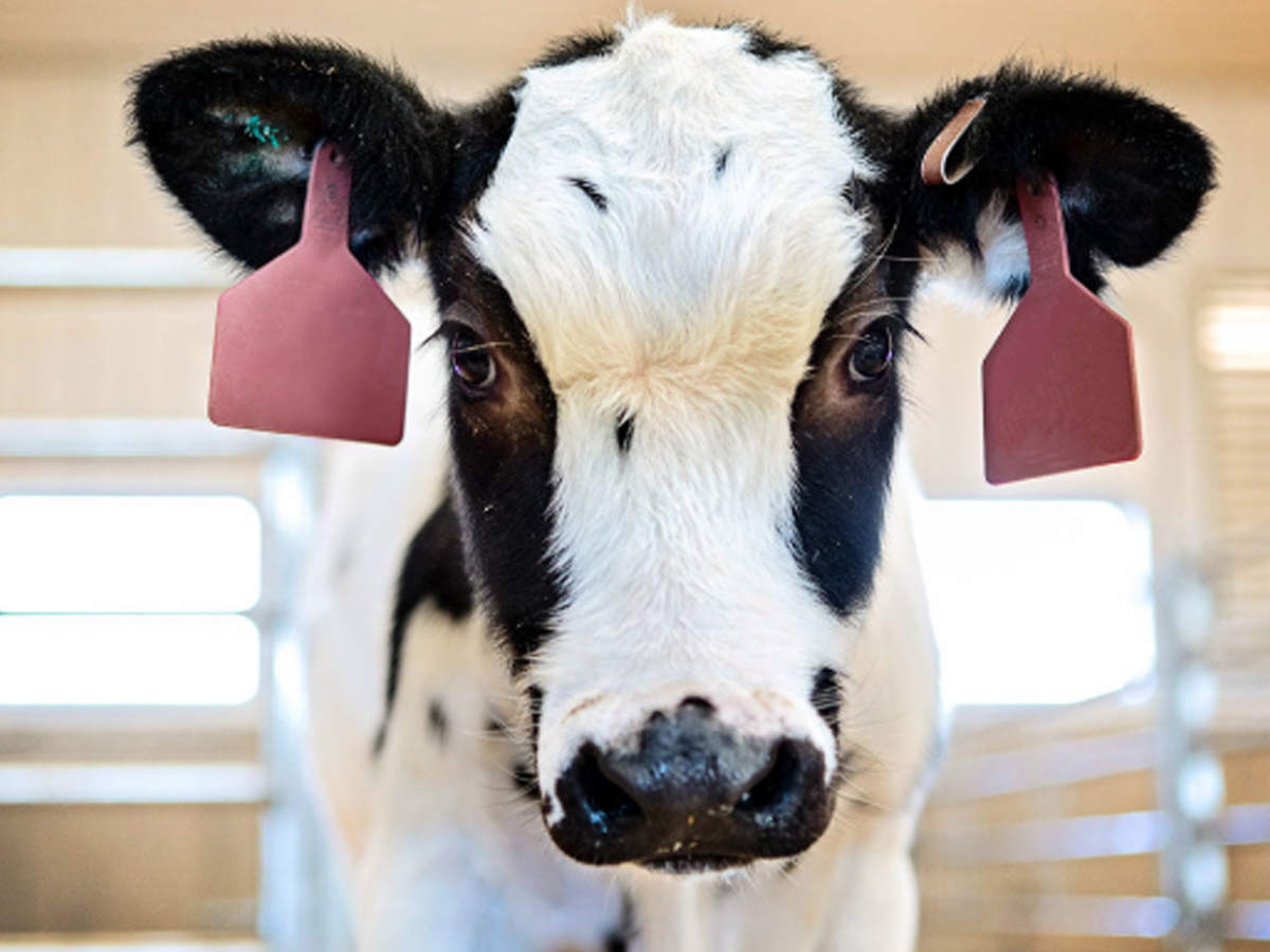US: गायों से निकलेगा कोरोना वायरस का इलाज