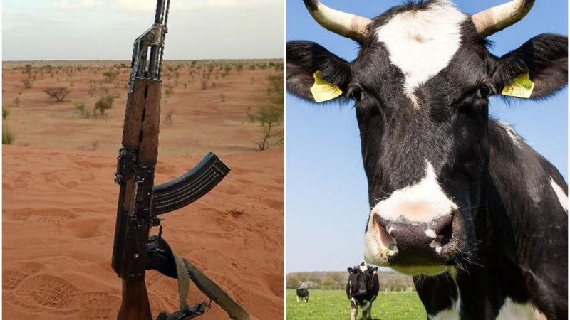 अनोखी योजना: AK-47 के बदले डाकुओं को गाय