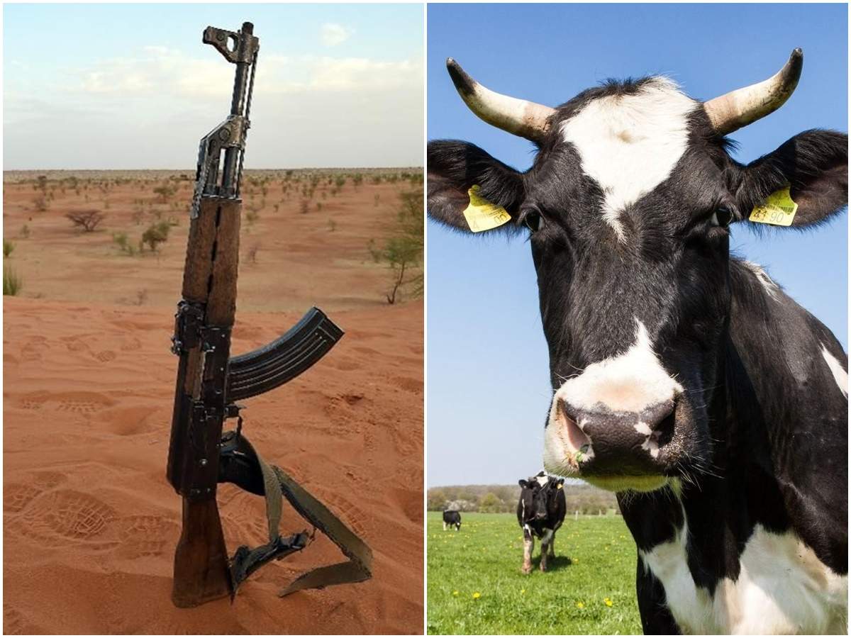 अनोखी योजना: AK-47 के बदले डाकुओं को गाय