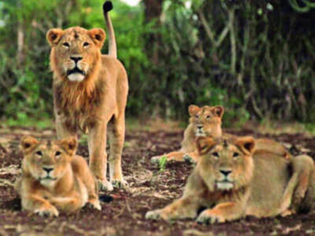 पाक: जब रिहायशी इलाके में घूमते दिखे 6 शेर…