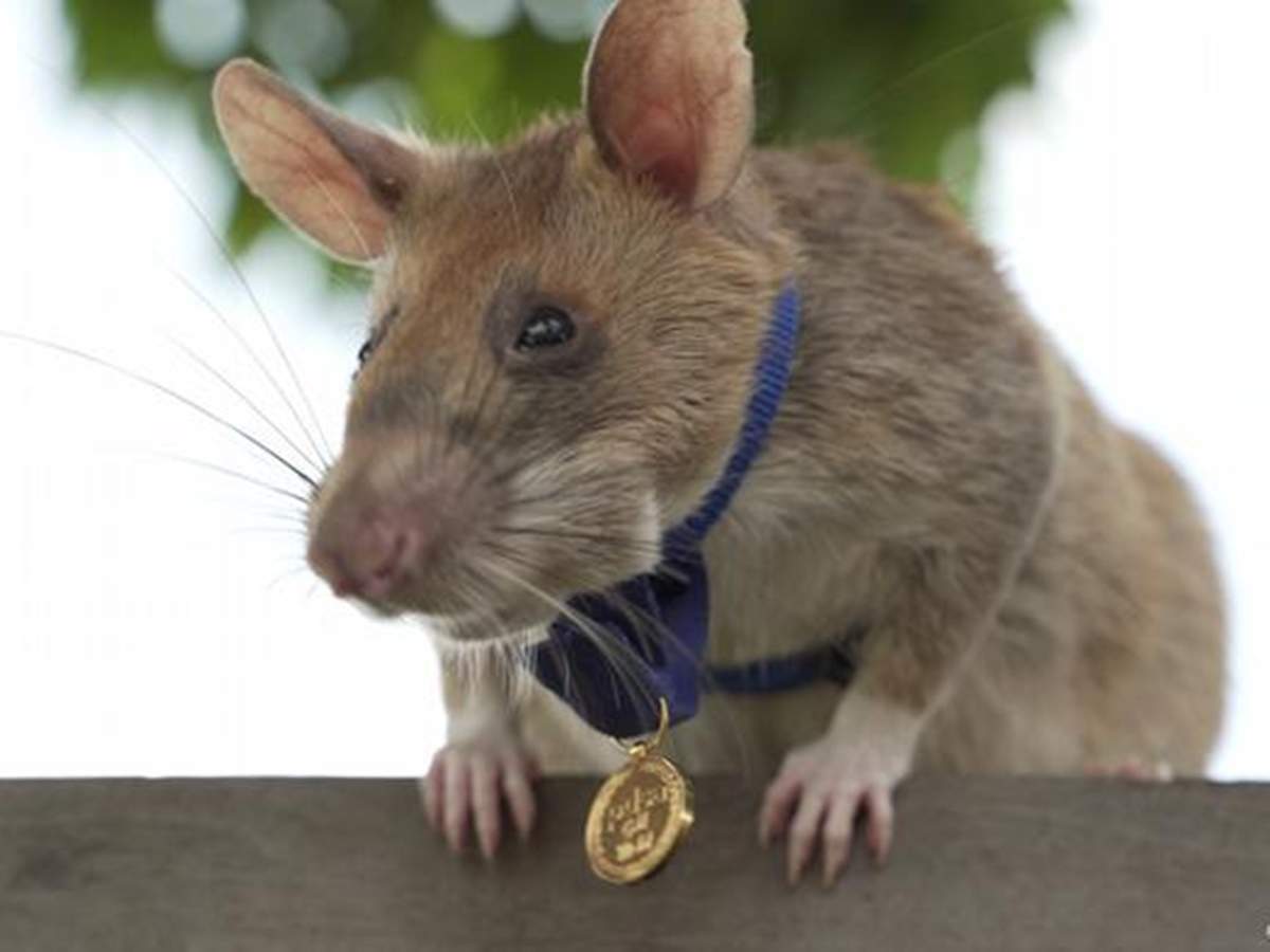 अफ्रीकी 'स्निफर' चूहे को मिला वीरता पुरस्कार, 39 बारूदी सुरंगों का लगाया था पता