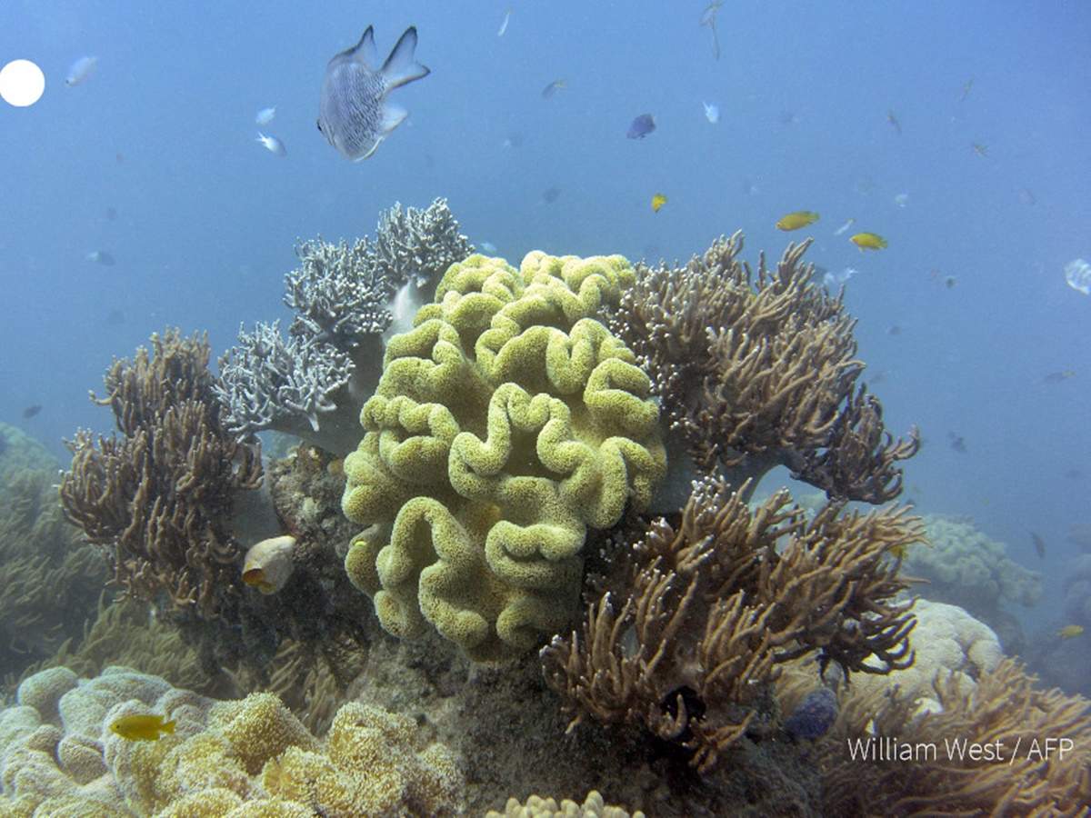 ग्लोबल वार्मिंग ने बजाई खतरे की घंटी, ग्रेट बैरियर रीफ के आधी से ज्यादा प्रवाल आबादी खत्म