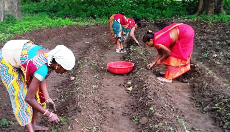 बिहान समूह की दीदियां हल्दी की खेती की ओर बढ़ रही आगे