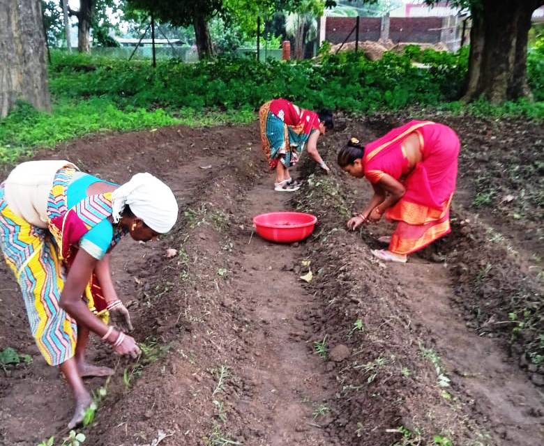 बिहान समूह की दीदियां हल्दी की खेती की ओर बढ़ रही आगे