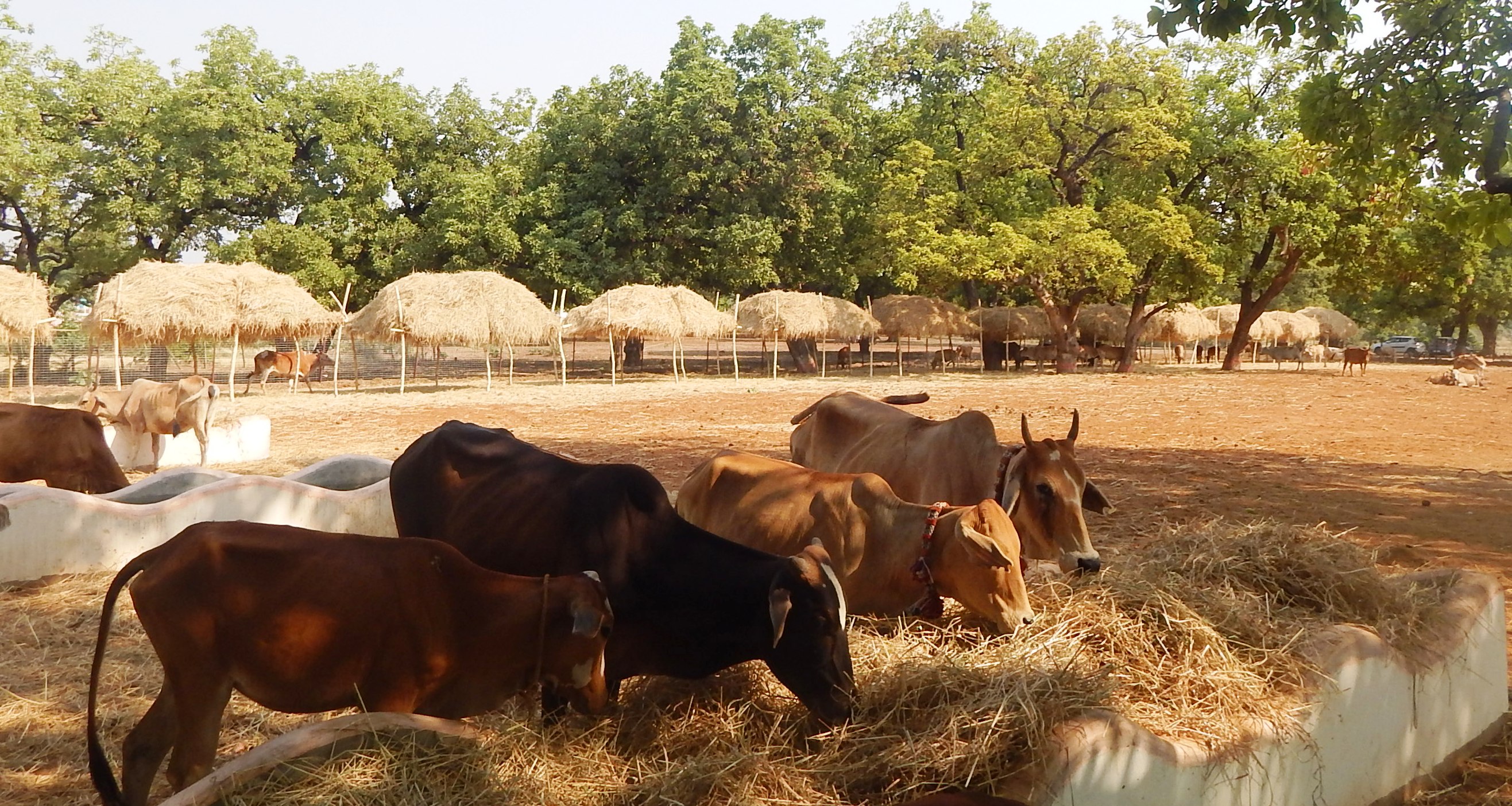 गोवर्धन पूजा के उपलक्ष्य में मनाया गया गौठान दिवस