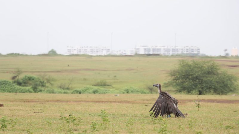 बागबाहरा जंगल से रेस्क्यू कर सफेद पूंछ वाले बीमार गिद्ध की बचाई जान