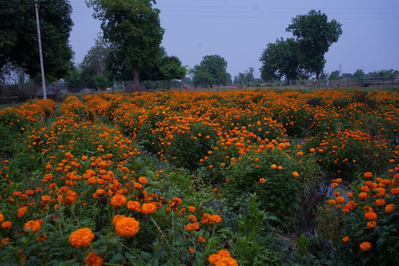 जशपुरनगर : गेंदे की खेती कम लागत में ज्यादा मुनाफा