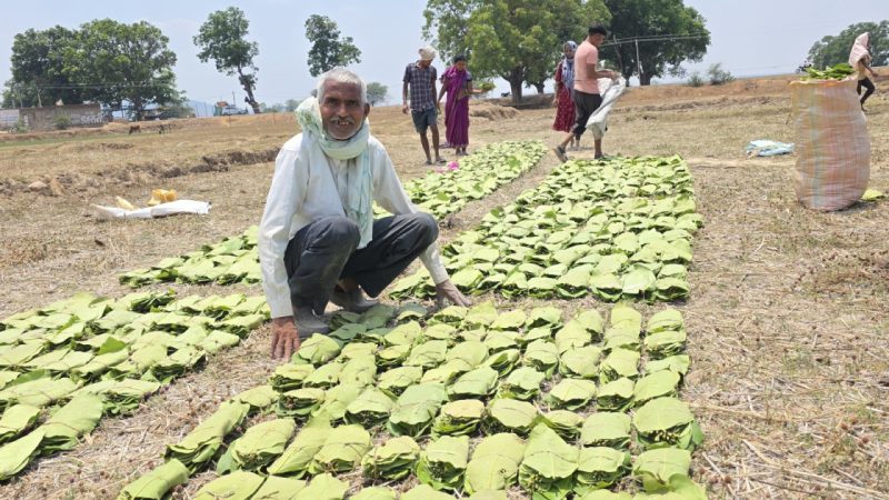 अम्बिकापुर : तेंदूपत्ता संग्राहकों को मिल रहा 5500 रुपये प्रति मानक बोरा का दाम