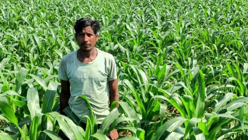 धान के बदले मक्का की खेती से किसान ने कमाया दुगुना मुनाफा