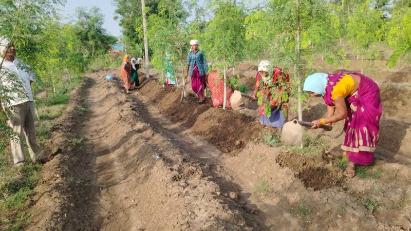 सुपर फुड मुनगा से कोकड़ी की महिलाओं को रही लाखों की कमाई