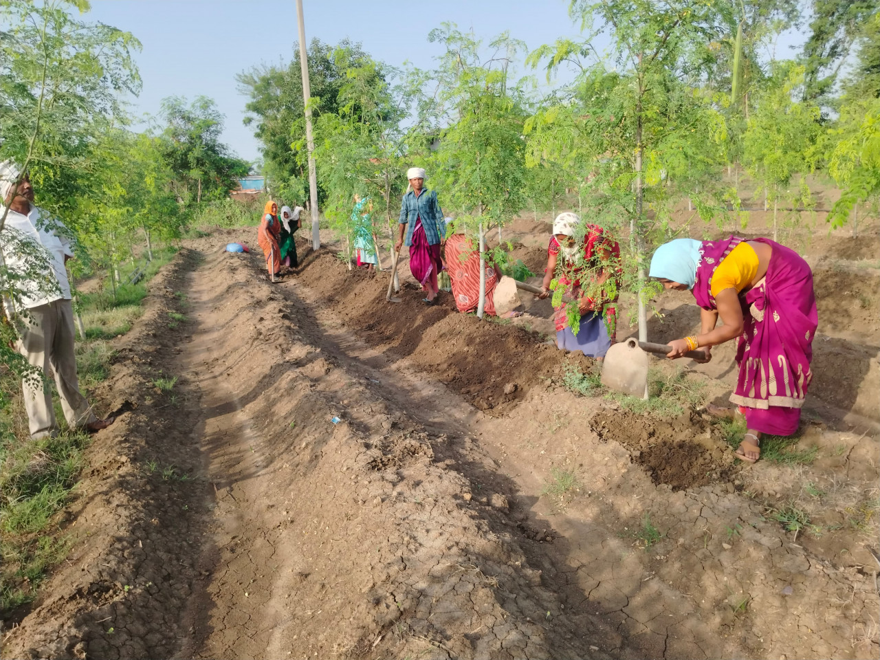 सुपर फुड मुनगा से कोकड़ी की महिलाओं को रही लाखों की कमाई
