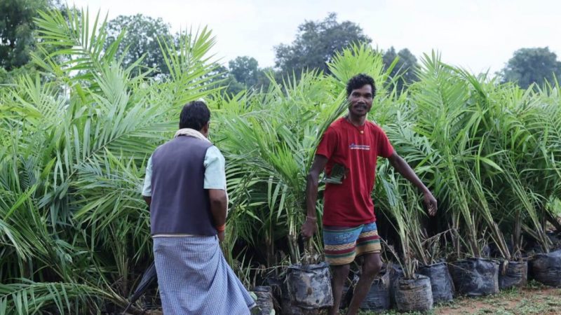 मेगा ऑयल पॉम प्लांटेशन ड्राइव से जुड़ रहे किसान