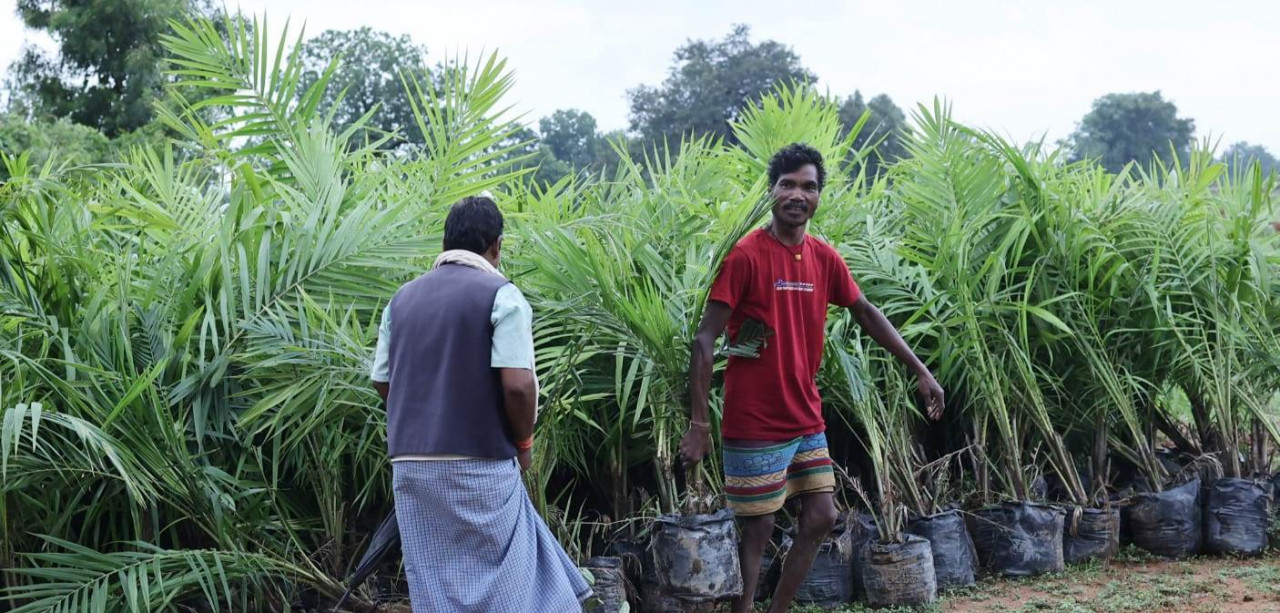 मेगा ऑयल पॉम प्लांटेशन ड्राइव से जुड़ रहे किसान