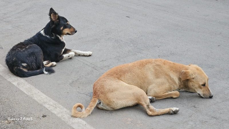 दिल्ली-NCR: आवारा कुत्तों पर ‘सुप्रीम’ फैसला आज