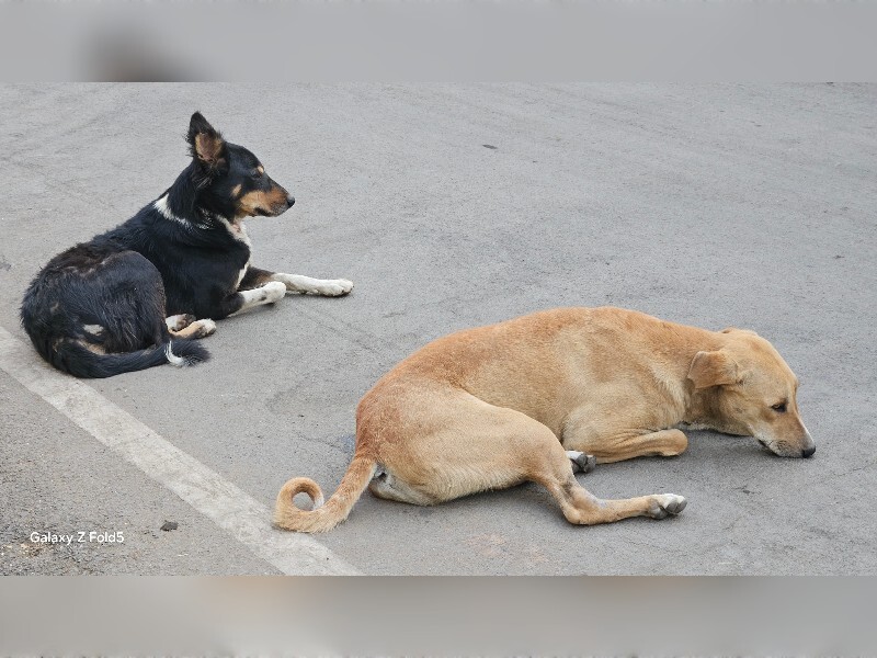 दिल्ली-NCR: आवारा कुत्तों पर ‘सुप्रीम’ फैसला आज