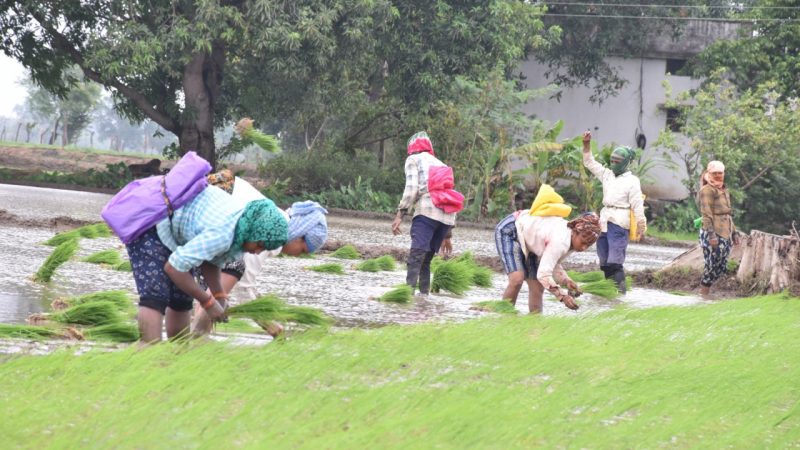 पी.एम फसल बीमा योजना: किसान 31 अगस्त तक बीमा करा सकते हैं