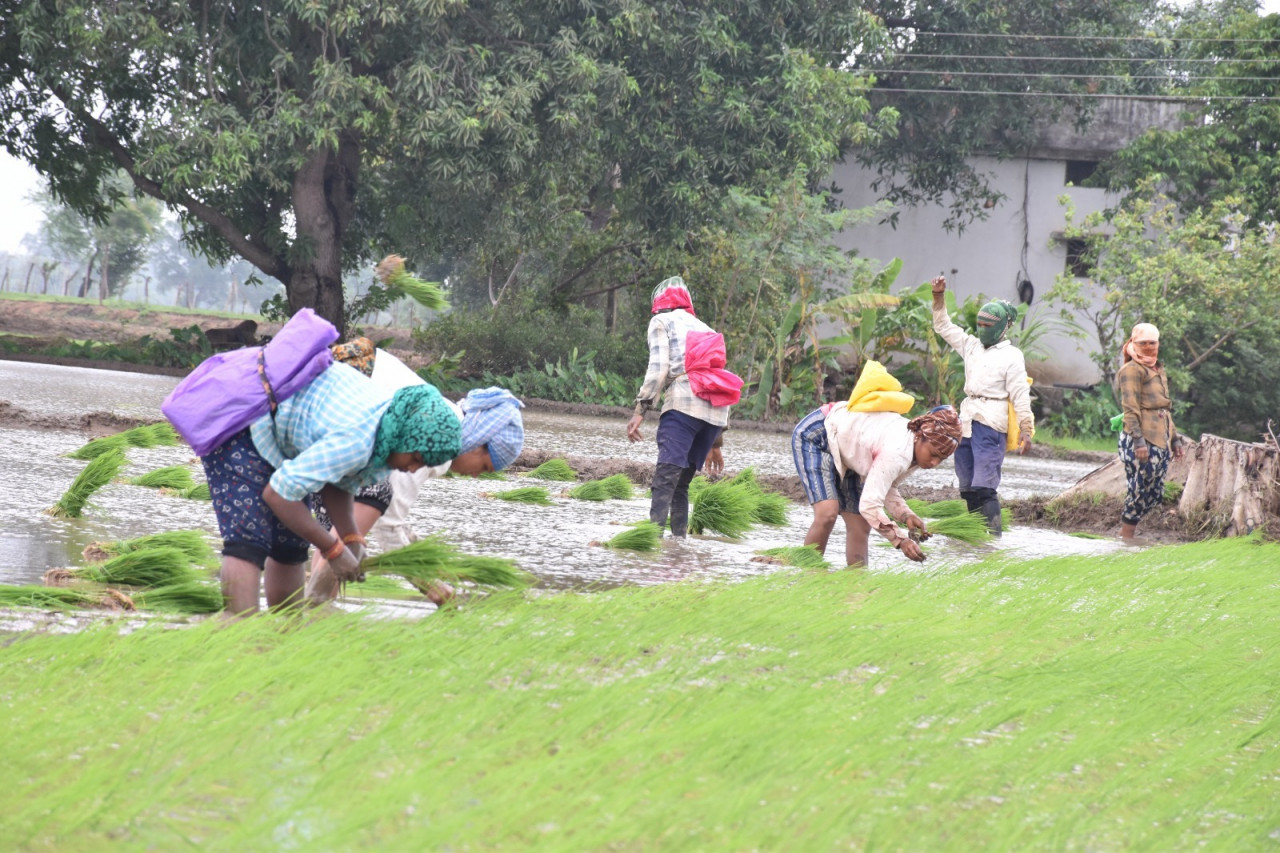 पी.एम फसल बीमा योजना: किसान 31 अगस्त तक बीमा करा सकते हैं