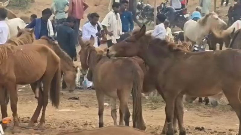 मंदाकिनी तट पर ऐतिहासिक गधा मेला बना आकर्षण का केंद्र