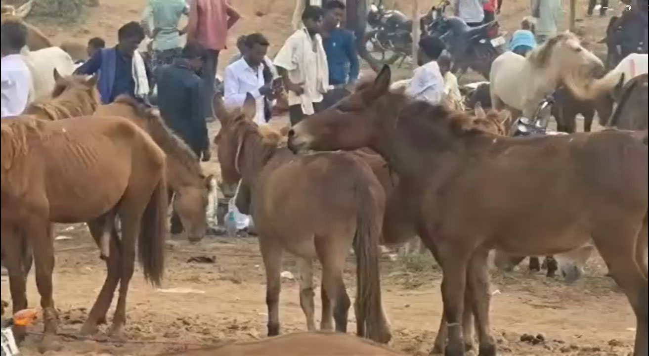 मंदाकिनी तट पर ऐतिहासिक गधा मेला बना आकर्षण का केंद्र