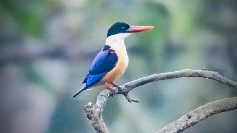 बारनवापारा अभयारण्य में मिला दुर्लभ ब्लैक-कैप्ड किंगफिशर