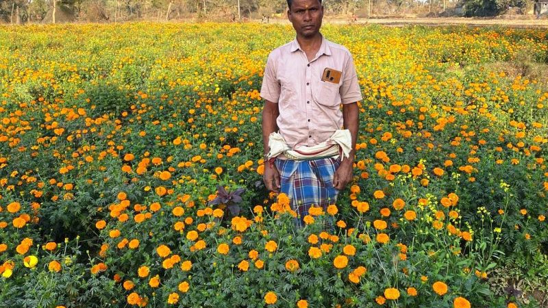 धान से गेंदा फूल तक का सफर- बरगांव के देवानंद निषाद ने एक एकड़ में कमाए ढाई लाख