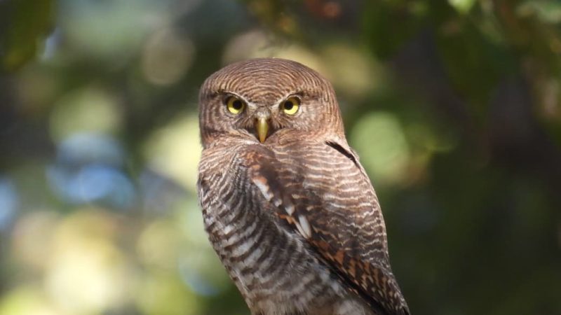 बारनावापारा अभयाण्य में “बर्ड सर्वे 2026” का आयोजन,200 से अधिक पक्षी प्रजातियों का रिकॉर्ड दर्ज