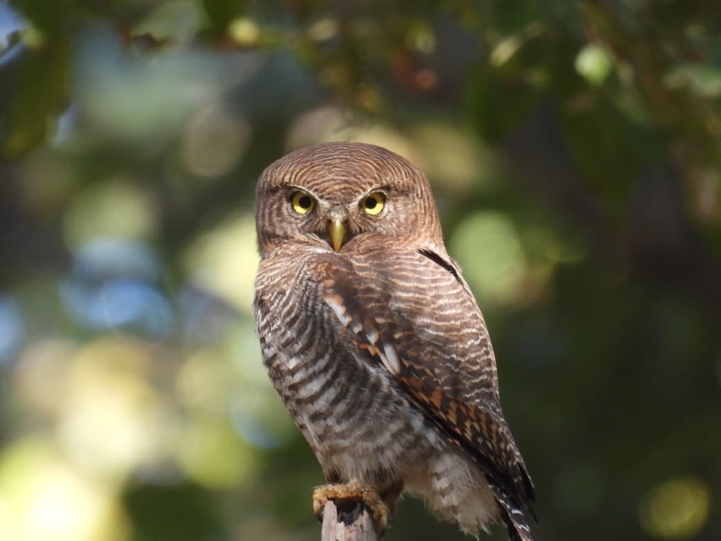 बारनावापारा अभयाण्य में “बर्ड सर्वे 2026” का आयोजन,200 से अधिक पक्षी प्रजातियों का रिकॉर्ड दर्ज