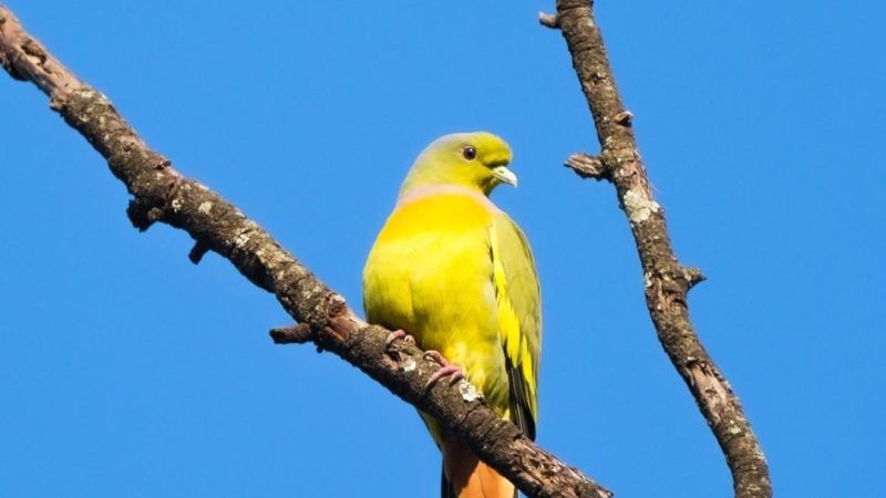 दुर्लभ ऑरेंज-ब्रेस्टेड ग्रीन-पिजन,बर्ड सर्वे के दौरान हुई विशेष फोटोग्राफी