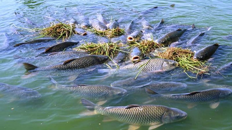 प्रधानमंत्री मत्स्य संपदा योजना से हरिशंकर पटेल की बदली तकदीर