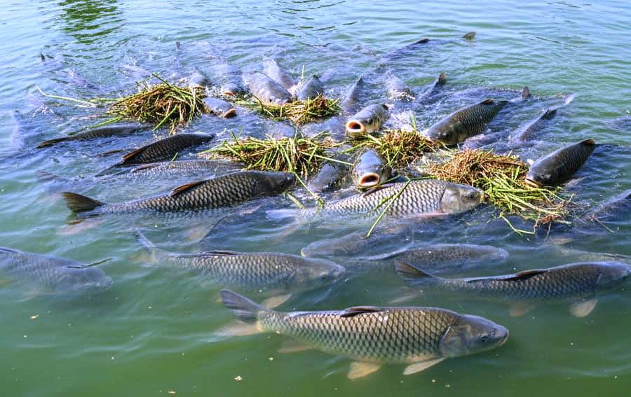 प्रधानमंत्री मत्स्य संपदा योजना से हरिशंकर पटेल की बदली तकदीर