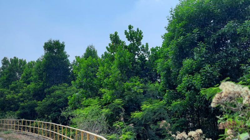 3.52 लाख पौधों के रोपण से हरित आवरण में हुआ बढ़ोत्तरी