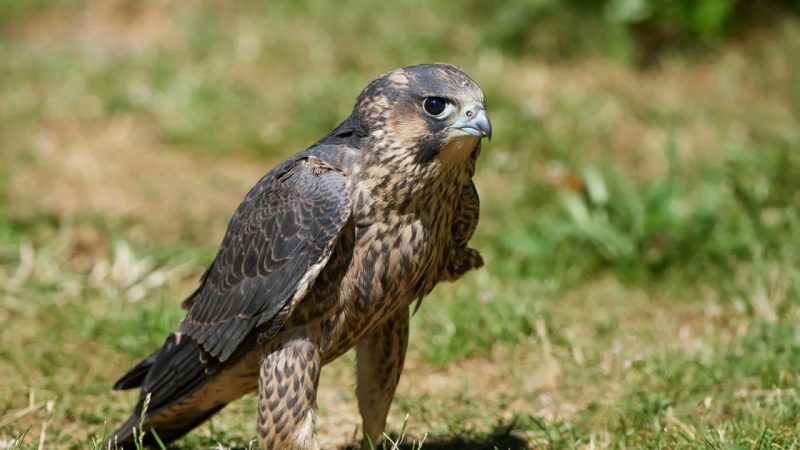 उदंती-सीतानदी में दिखा दुनिया का सबसे तेज़ उड़ने वाला पक्षी पेरेग्रीन फाल्कन