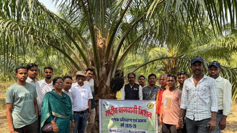 छत्तीसगढ़ के किसानों ने ओडिशा में देखी ऑयल पाम की खेती