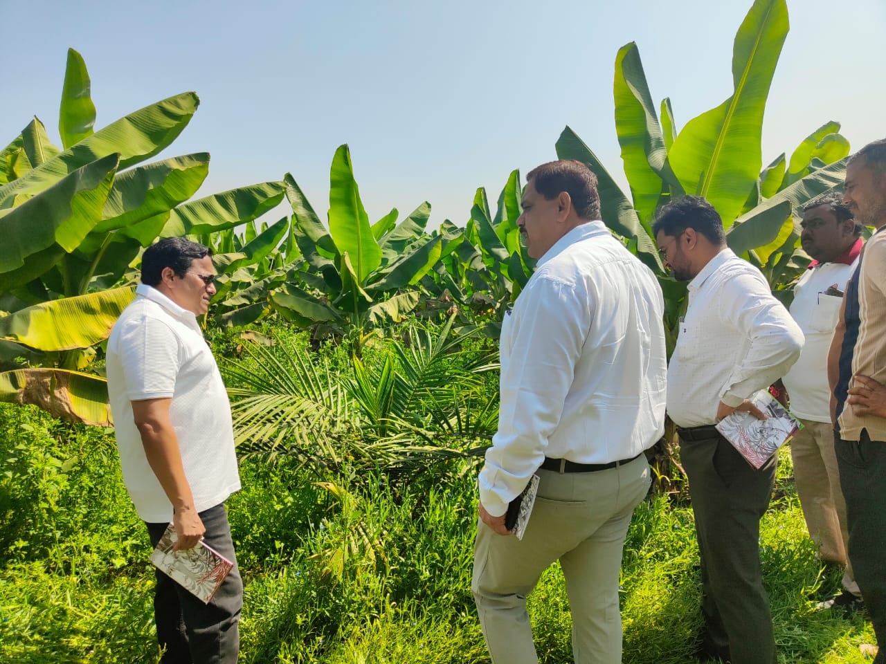 खाद्य तेल में आत्मनिर्भरता की ओर छत्तीसगढ़ : राज्य में 10,796 हेक्टेयर क्षेत्रों में ऑयल पाम की खेती