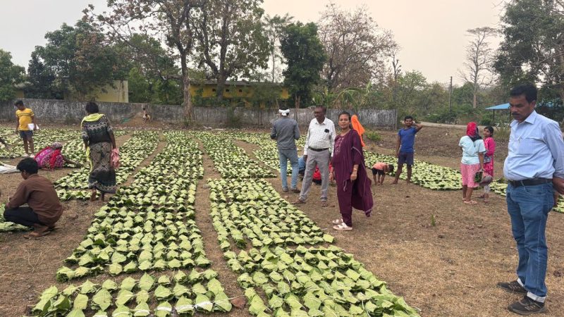 हरा सोना संग्राहकों की आय बढ़ाने की दिशा में बड़ा कदम