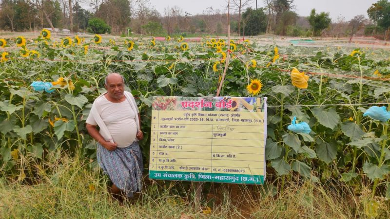 ग्रीष्मकालीन तिलहन खेती से समृद्धि की ओर अग्रसर किसान