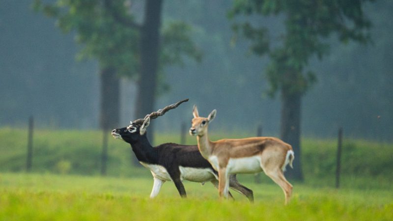 पारिस्थितिकी बहाली का छत्तीसगढ़ मॉडल – ‘बारनवापारा में काले हिरणों की वापसी’